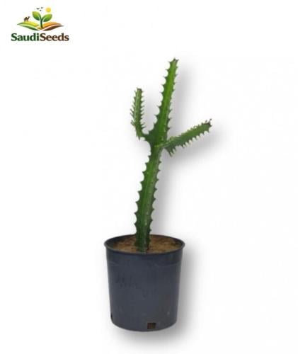 إيفوربيا الشمعدان Euphorbia Trigona