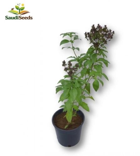 ريحان بلدي صغير Ocimum basilicum
