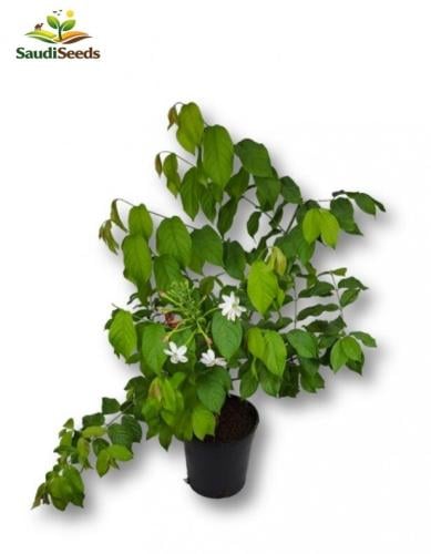 ياسمين أحمر متسلق Quisqualis indica