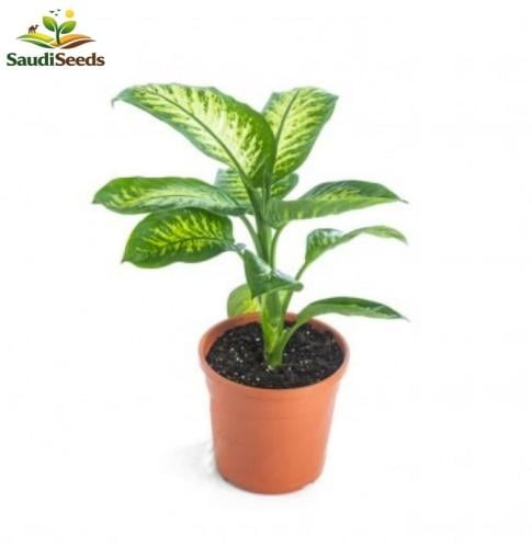 ديفنباخيا صغير Dieffenbachia Plant