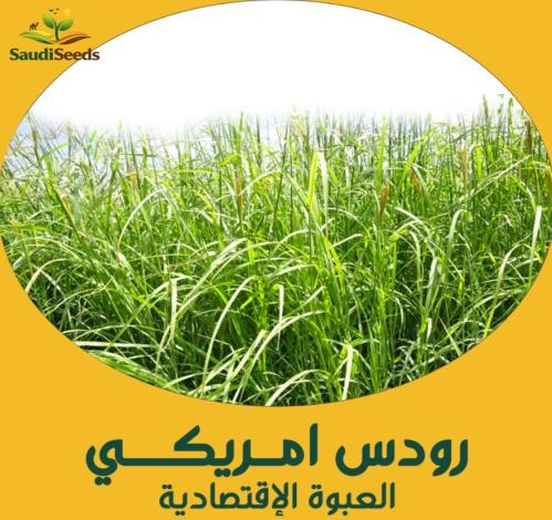 بذور رودس أمريكي 250 جرام american rhodes grass se...