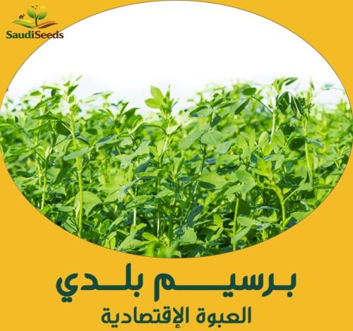بذور برسيم بلدي 250 جرام Local Alfalfa seeds