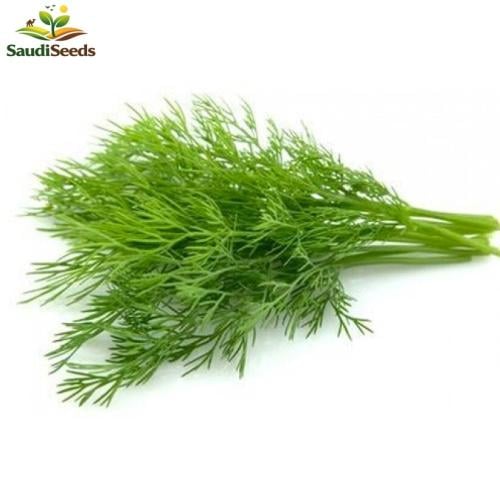 بذور الشبت ابو جمل