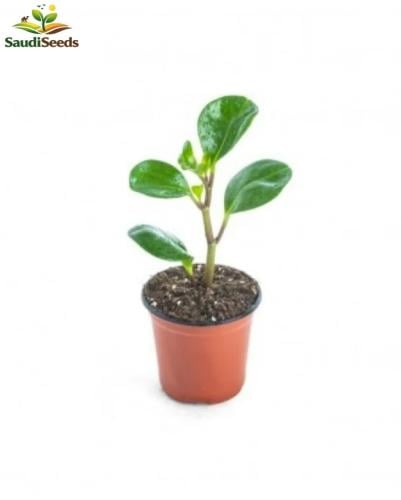 بيبروميا منفرجة Peperomia magnoliifolia