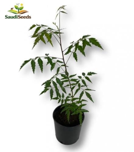 نبتة النيم Neem Tree Azadirachta indica