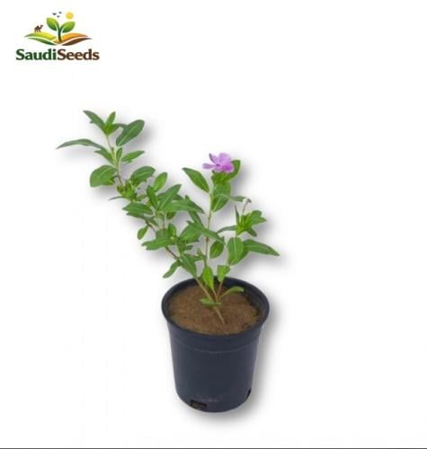 نبات بفتة بلدي وردي صغير Vinca Rosea