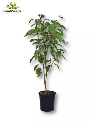 نبتة جاتروفا Jatropha integerrima