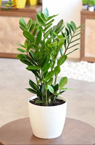 نبات زاميا Zamioculcas zamiifolia