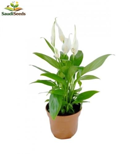الأشرعة البيضاء زنبق السلام Spathiphyllum wallisii