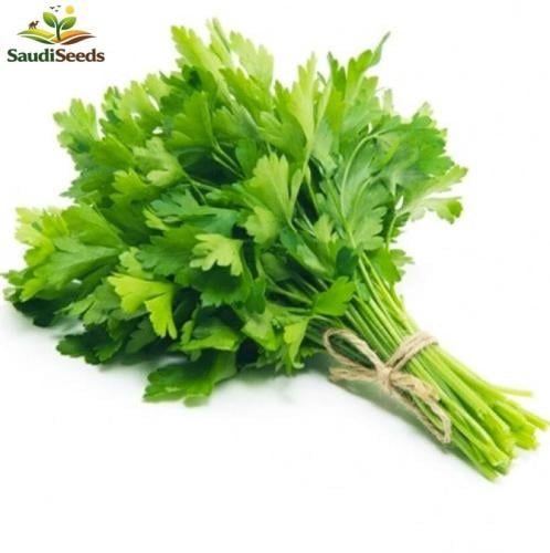 بذور البقدونس ابو جمل