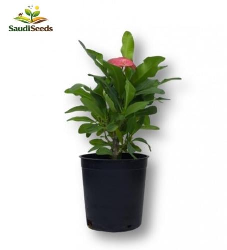 نبات صبار فوربيا تاج الشوك Euphorbia milii