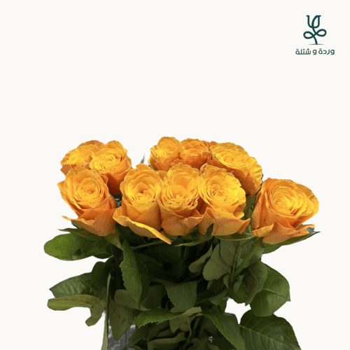 ورد جوري 20 وردة