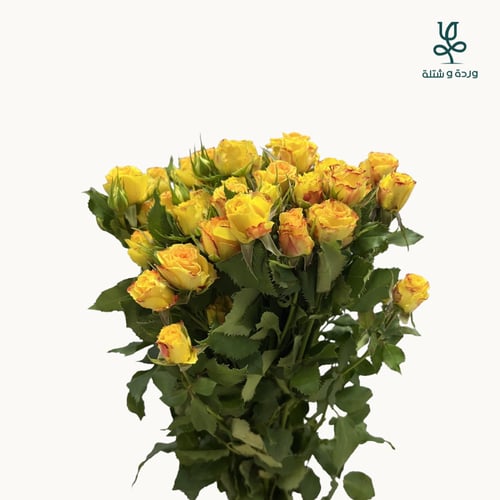 ورد جوري 100 وردة