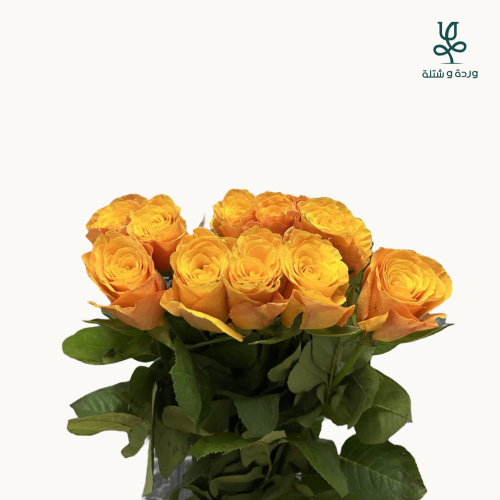 وردجوري 50 حبة