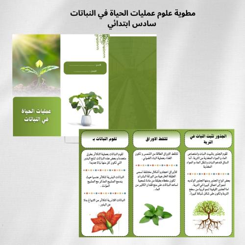 عمليات الحياة في النباتات