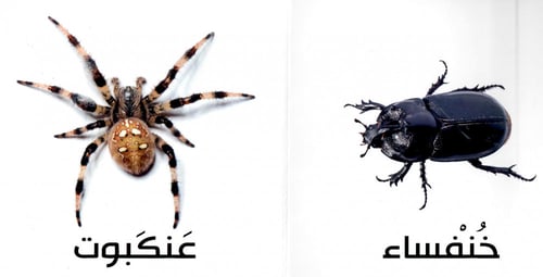 الحشرات - سلسلة كلماتي الأولى