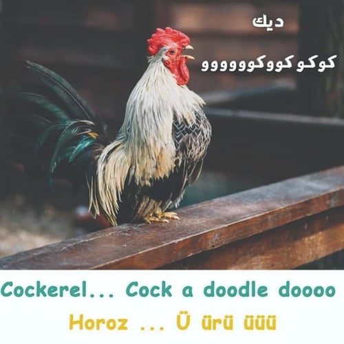 كتاب حيوانات وأصوات