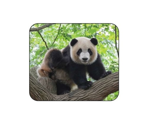 بطاقات الحيوانات للاطفال