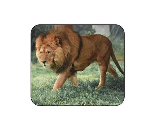 بطاقات الحيوانات للاطفال