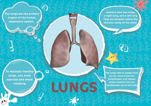 كتاب جسم الإنسان - تقنية الواقع المعزز