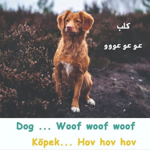 كتاب حيوانات وأصوات