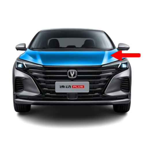 كبوت تجاري ممتاز ايدو 22 23