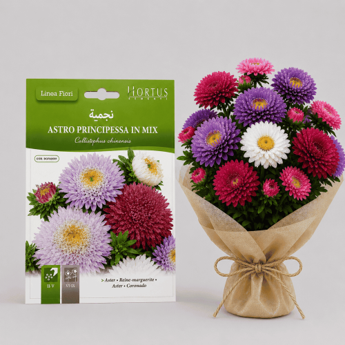 Chinese Aster Seeds – Princesa Mix