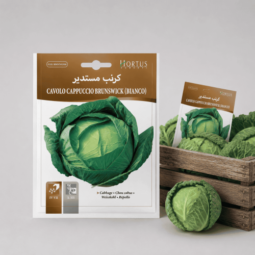 Round Cabbage Seeds