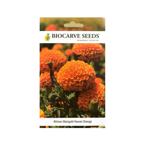 بذور القطيفة الأفريقية هاواي البرتقالية