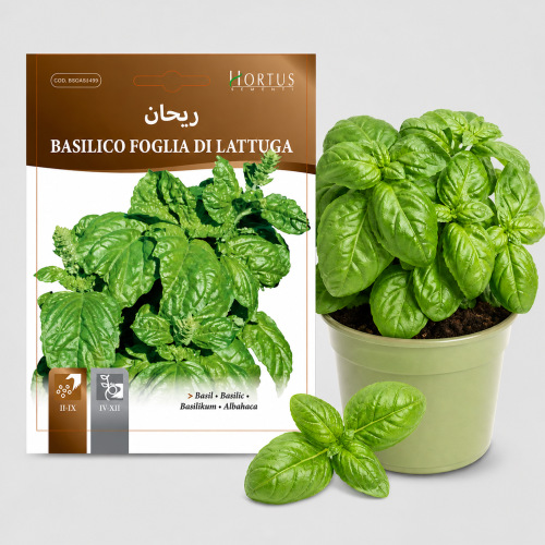 بذور ريحان ورق الخس