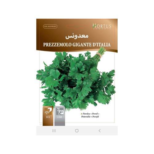 بذور بقدونس عملاق إيطالي