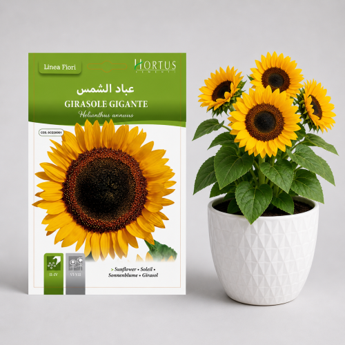 بذور عباد الشمس