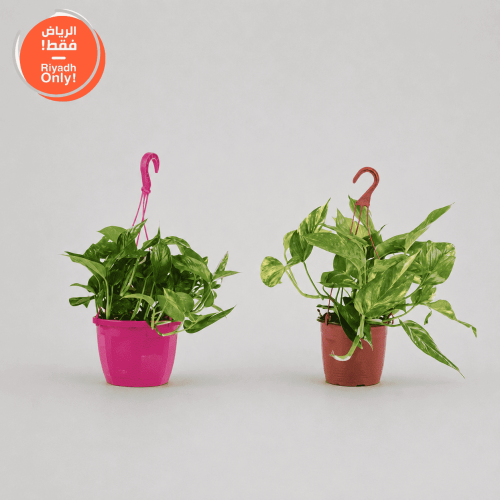 نبات البوتس