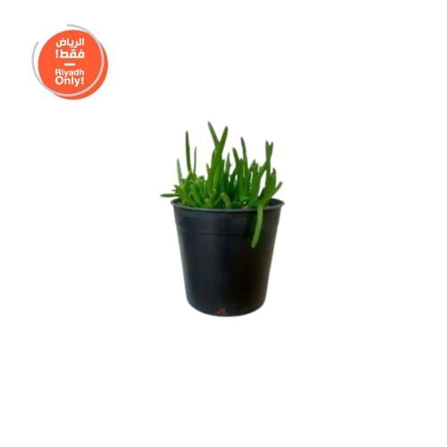نبات صبار عصاري كركب ( كرسولا )