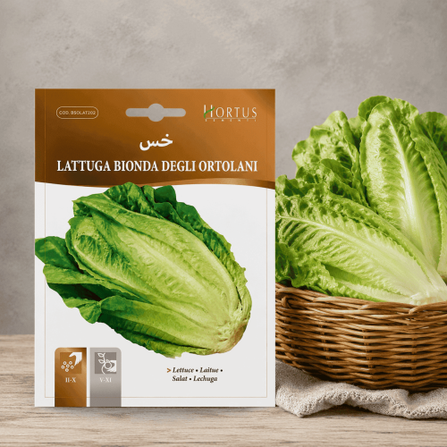 Lettuce Seeds