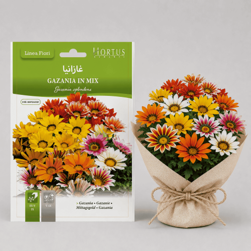 Gazania flower seeds