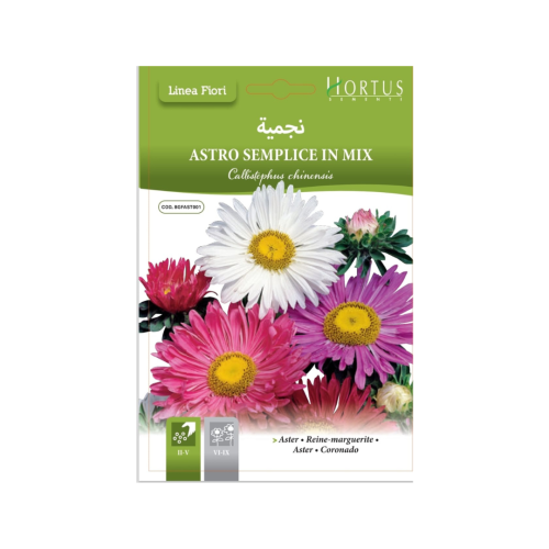 بذور زهرة النجمية الأستر