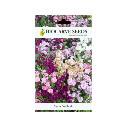 بذور مزيج زهرة الستروميريا المزدوجة