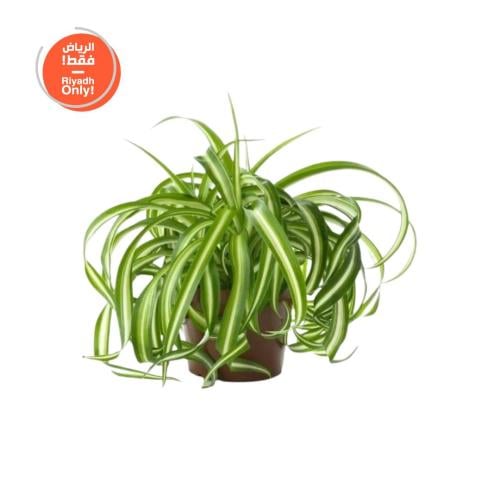 نبتة العنكبوت