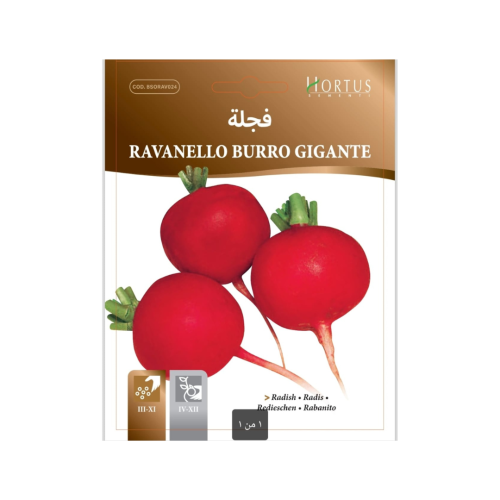 بذور فجل عملاق أحمر