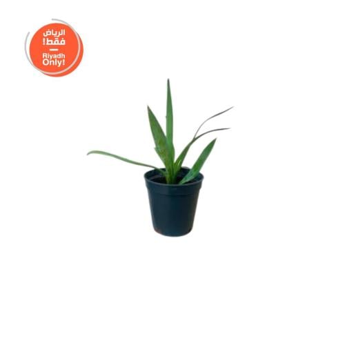 نبات صبار الأجاف