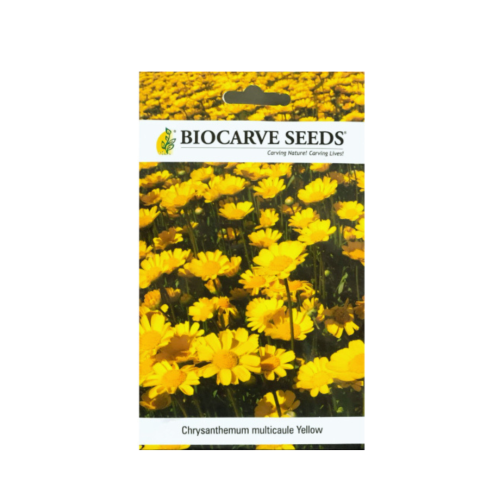 بذور الأقحوان متعدد السيقان الأصفر