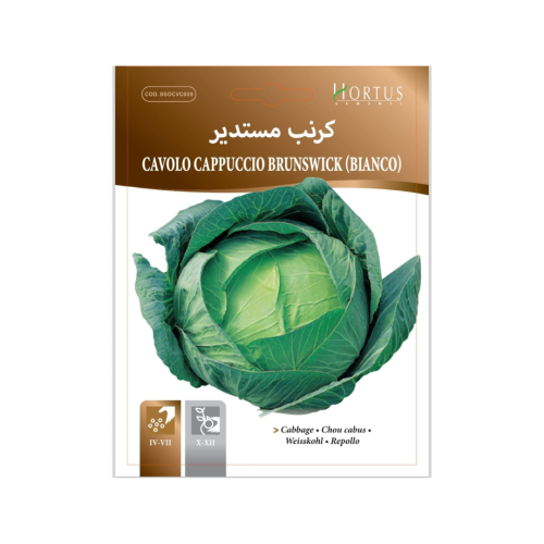 بذور كرنب مستدير