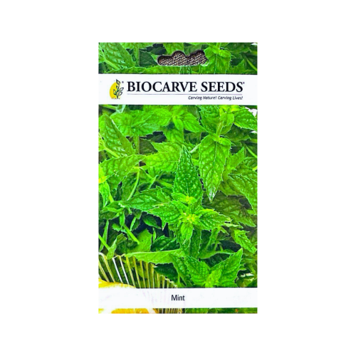 بذور النعناع