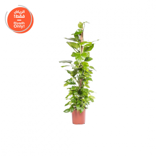 نبات البوتس