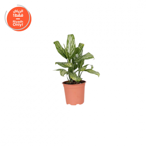 نبات اجلونيما