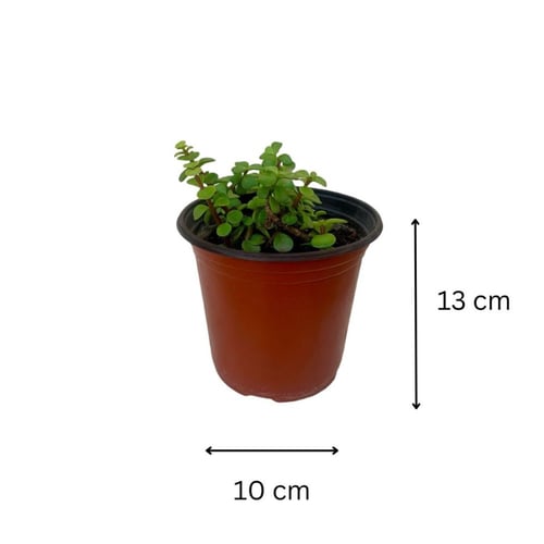 نبات رجلة الصبار او صبار الترمس