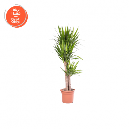 يوكا ( Yucca )