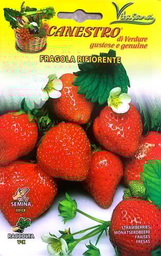 بذور فراولة