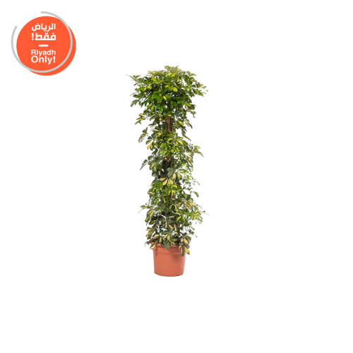 شفليرا (Schefflera )